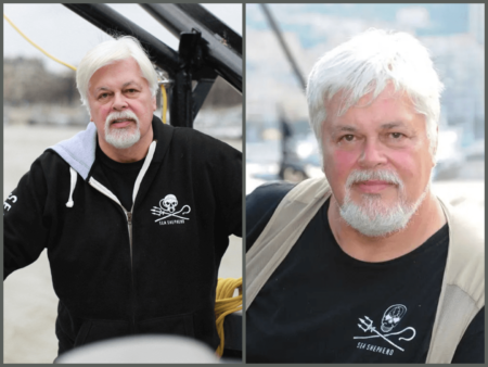 Fortune de Paul Watson