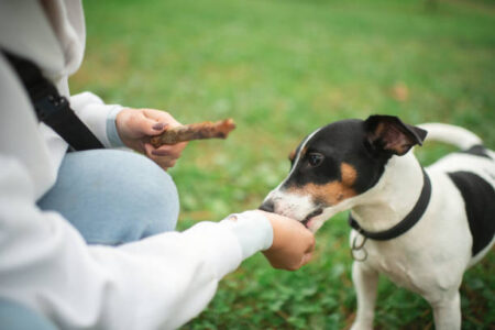 Les Friandises Naturelles pour Chiens